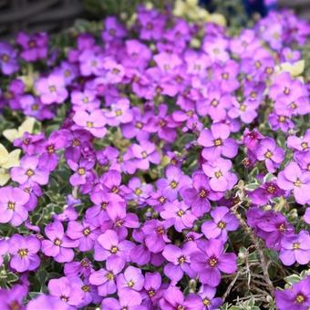 Aubrieta ‘Argenteovariegata’