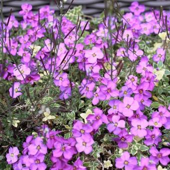 Aubrieta ‘Argenteovariegata’