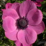 Anemone Coronaria 'Sylphide' - Anemoon