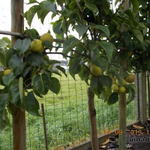 Pyrus pyrifolia - Nashi peer,Appelpeer, Aziatische zandpeer, Meloenpeer - Pyrus pyrifolia