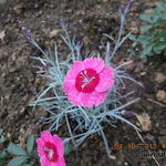 Dianthus gratianopolitanus 'India Star' - Rotsanjer