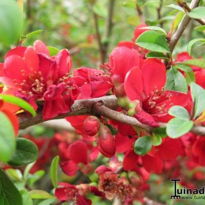 Sierkwee, Dwergkwee - Chaenomeles japonica 'Sargentii'