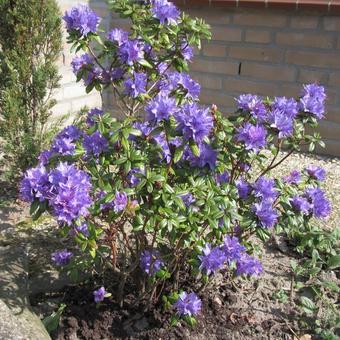 Rhododendron 'Azurika'