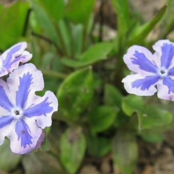 Omphalodes cappadocica 'Starry Eyes'