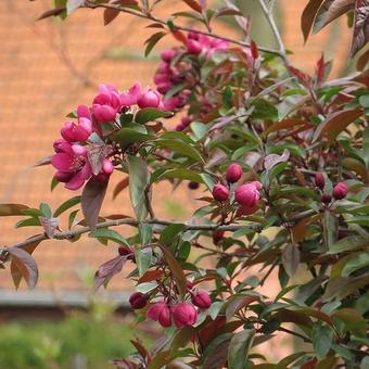 Malus  'Royalty'