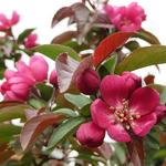 Malus  'Royalty' - Sierappel