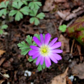 Anemone blanda 'Pink Star'