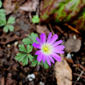 Anemone blanda 'Pink Star'