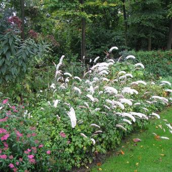 Actaea simplex