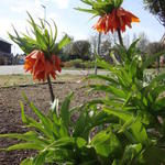 Fritillaria imperialis ‘Rubra Maxima' - Keizerskroon