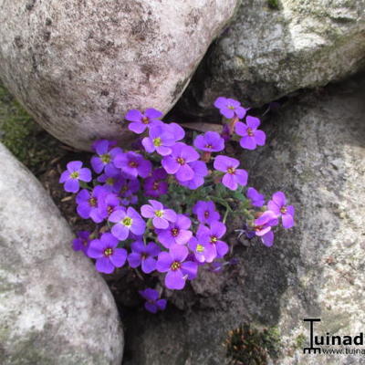 Randjesbloem - Aubrieta 'Hamburger Stadtpark'