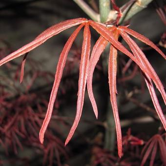 Acer palmatum 'Atrolineare'