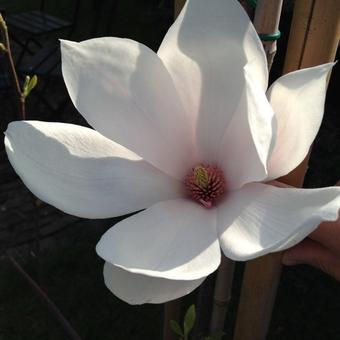 Magnolia x soulangeana 'Alba Superba'