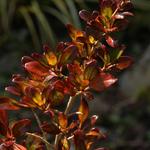 Coprosma 'Evening Glow' - Spiegelplant, Coprosma