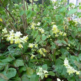 Epimedium pinnatum subsp. colchicum