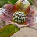 Cornus florida 'Cherokee Chief' - Veelbloemige kornoelje