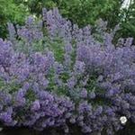 Nepeta racemosa 'Blue Wonder' - Kattekruid