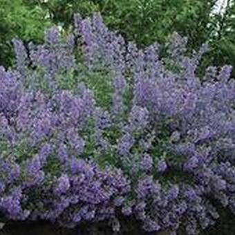 Nepeta racemosa 'Blue Wonder'