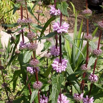 Phlomis tuberosa