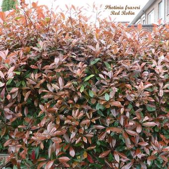 Photinia x fraseri 'Red Robin'