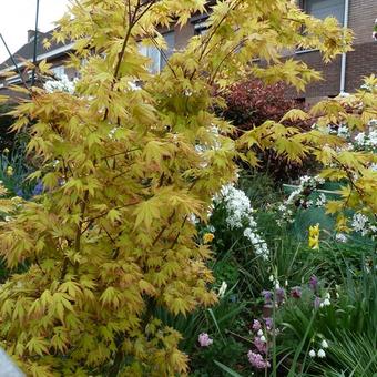 Acer palmatum 'Orange Dream'