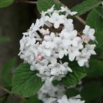 Sneeuwbal - Viburnum x burkwoodii 'Anne Russell'