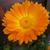 Calendula officinalis