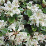 Rododendron - Rhododendron 'Shamrock'