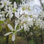 Amelanchier lamarckii - Amerikaans krenteboompje