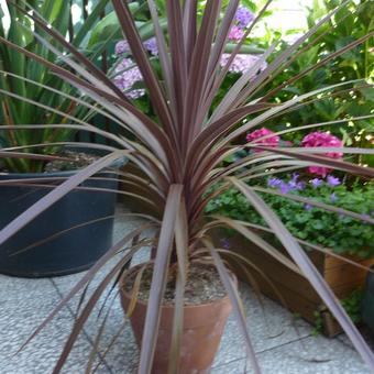 Cordyline australis 'Purpurea'