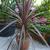 Cordyline australis 'Purpurea'