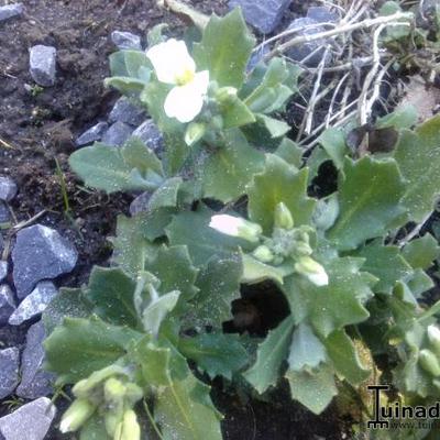 Randjesbloem - Arabis caucasica 'Snowcap'