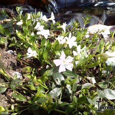 Kleine maagdenpalm - Vinca minor 'Alba'