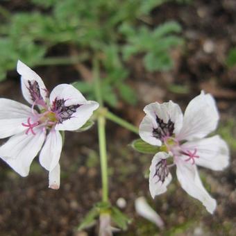 Erodium petraeum ssp. crispum 'Stephanie'