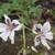 Erodium petraeum ssp. crispum 'Stephanie'