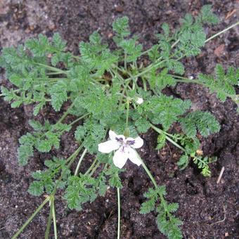 Erodium petraeum ssp. crispum 'Stephanie'