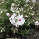 Phlox subulata 'Amazing Grace' - Kruipphlox