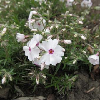 Phlox subulata 'Amazing Grace'