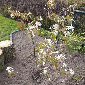 Amelanchier canadensis