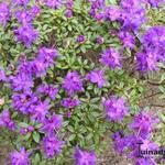 Rhododendron impeditum 'Maggie' - Dwergrhododendron, Alpenroos