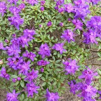 Rhododendron impeditum 'Maggie'