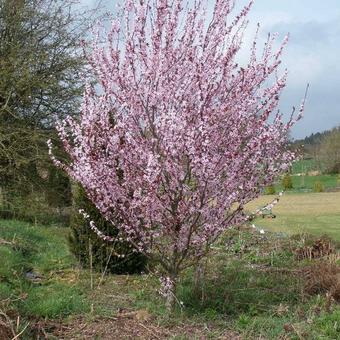 Prunus x cistena