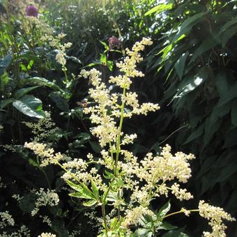 Artemisia lactiflora 'Guizhou'