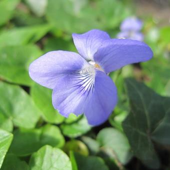 Viola riviniana