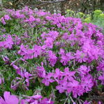 Phlox subulata 'Emerald Pink' - Kruipphlox