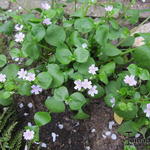 Claytonia sibirica - Roze winterpostelein