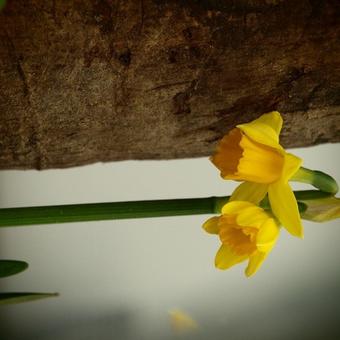 Narcissus 'Tête à tête'