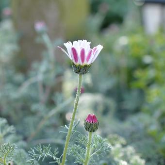 Anacyclus pyrethrum var. depressus