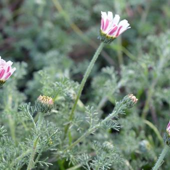 Anacyclus pyrethrum var. depressus