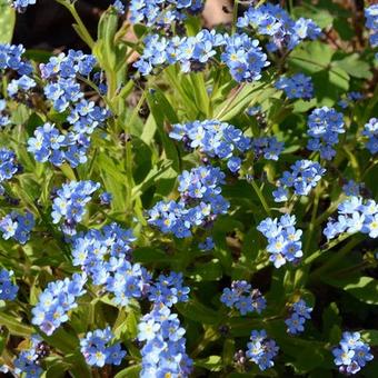 Myosotis alpestris